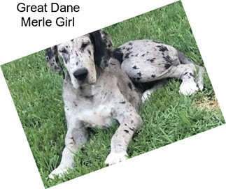 Great Dane Merle Girl