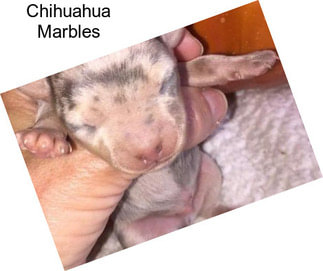 Chihuahua Marbles