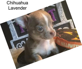 Chihuahua Lavender
