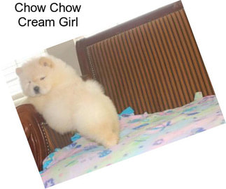Chow Chow Cream Girl