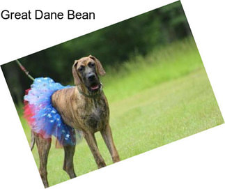 Great Dane Bean