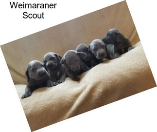 Weimaraner Scout