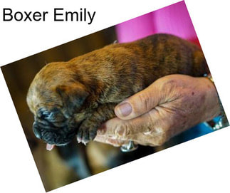 Boxer Emily