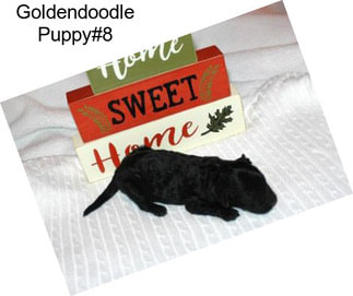 Goldendoodle Puppy#8