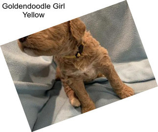 Goldendoodle Girl Yellow