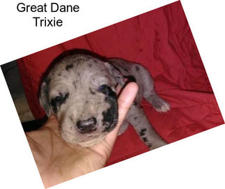 Great Dane Trixie