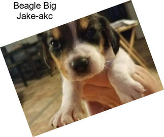 Beagle Big Jake-akc