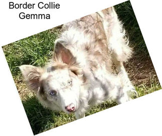 Border Collie Gemma