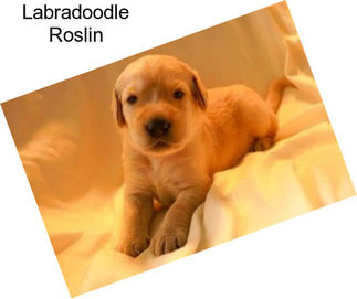 Labradoodle Roslin