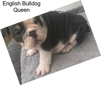 English Bulldog Queen