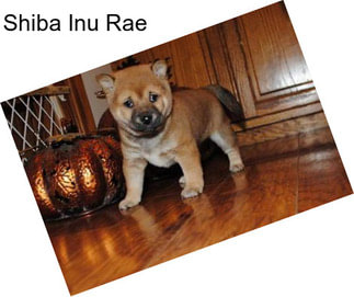 Shiba Inu Rae