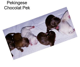 Pekingese Chocolat Pek