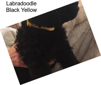 Labradoodle Black Yellow