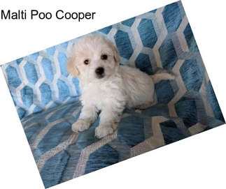 Malti Poo Cooper