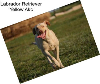 Labrador Retriever Yellow Akc