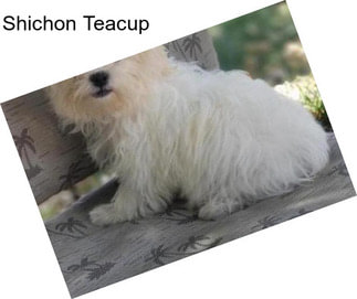 Shichon Teacup