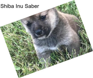 Shiba Inu Saber