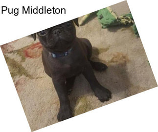 Pug Middleton