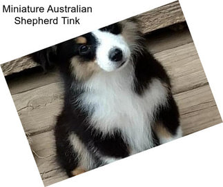 Miniature Australian Shepherd Tink