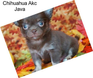 Chihuahua Akc Java