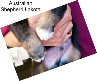 Australian Shepherd Lakota
