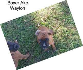 Boxer Akc Waylon