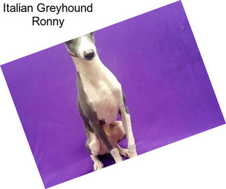 Italian Greyhound Ronny
