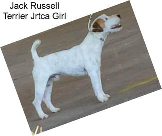 Jack Russell Terrier Jrtca Girl