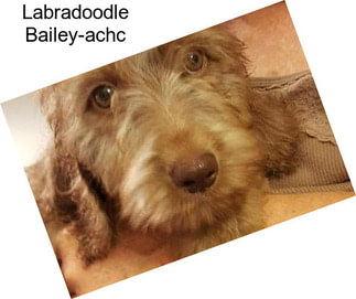 Labradoodle Bailey-achc