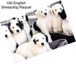 Old English Sheepdog Raquel