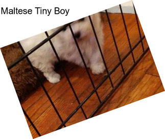 Maltese Tiny Boy