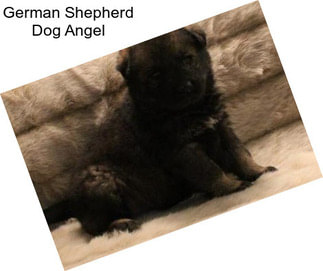 German Shepherd Dog Angel