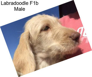 Labradoodle F1b Male