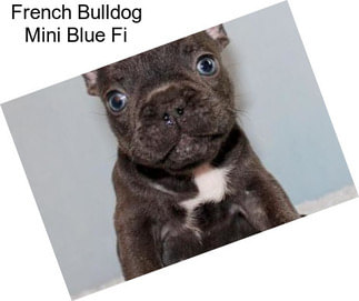 French Bulldog Mini Blue Fi