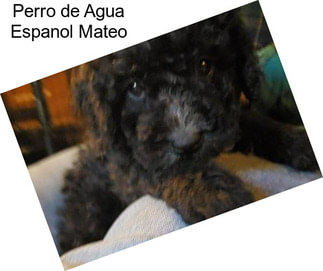 Perro de Agua Espanol Mateo