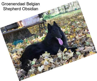 Groenendael Belgian Shepherd Obsidian