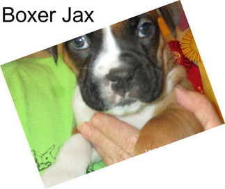 Boxer Jax