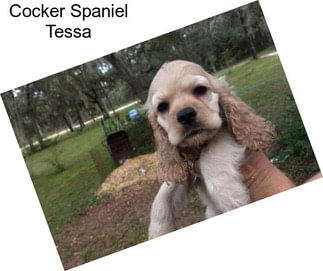 Cocker Spaniel Tessa