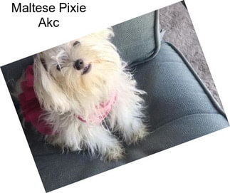 Maltese Pixie Akc