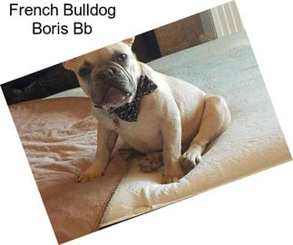 French Bulldog Boris Bb