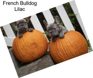 French Bulldog Lilac