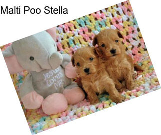 Malti Poo Stella