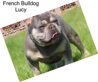 French Bulldog Lucy