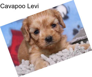 Cavapoo Levi