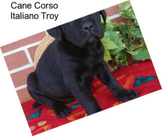 Cane Corso Italiano Troy