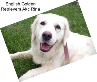 English Golden Retrievers Akc Rina