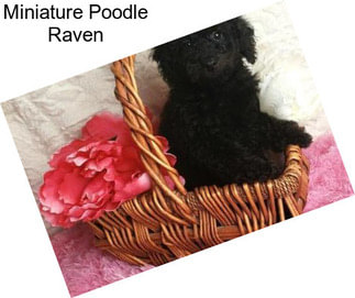 Miniature Poodle Raven