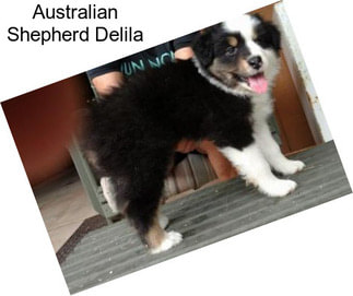 Australian Shepherd Delila