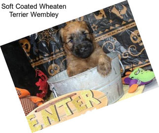 Soft Coated Wheaten Terrier Wembley