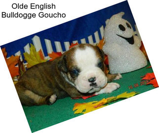 Olde English Bulldogge Goucho